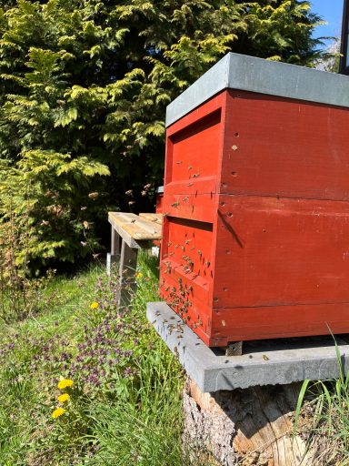 Ein sonniger Tag im Frühjahr. Die Bienen sammeln Pollen und Nektar.