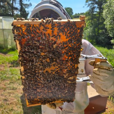 hochsommerliche Bienenkontrolle
