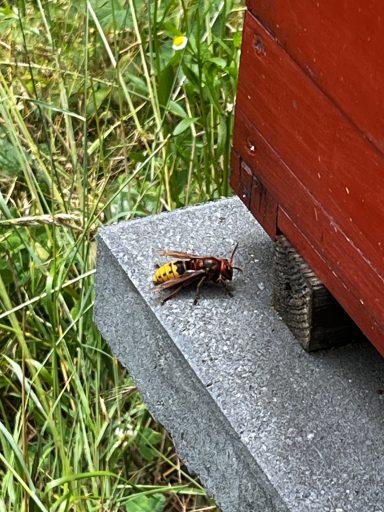 (einheimischer) Honrnissenbesuch
